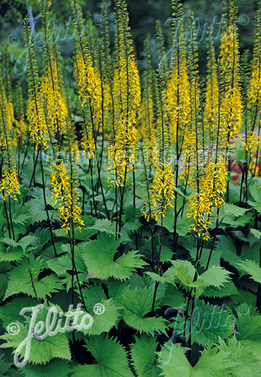 Ligularia stenocephala