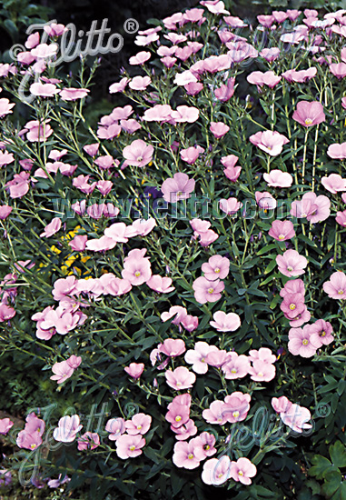 Linum hypericifolium