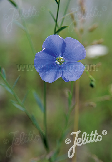 Linum lewisii