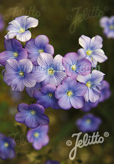 Linum narbonense