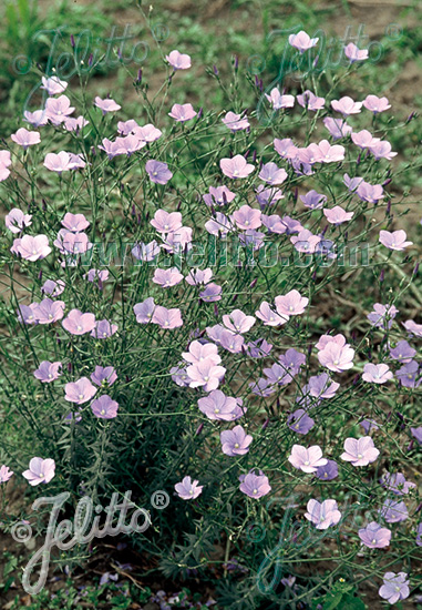 Linum perenne