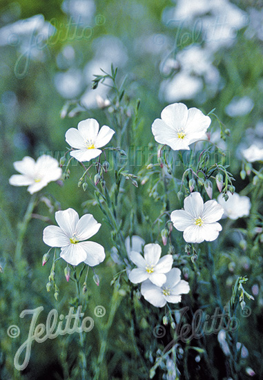 Linum perenne ´Diamant´