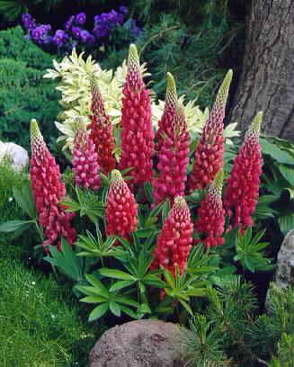 Lupinus polyphyllus ´Gallery Red´