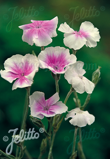 Lychnis coronaria ´ Oculata´