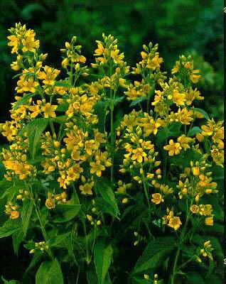 Lysimachia vulgaris