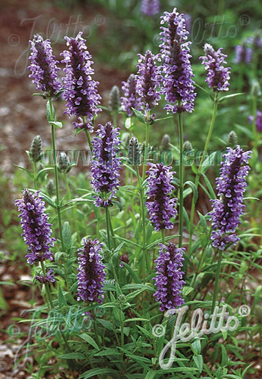 Nepeta nervosa ´Blue Carpet´