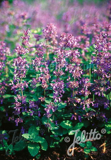 Nepeta racemosa