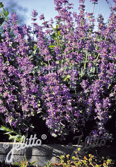 Nepeta racemosa ´Select´