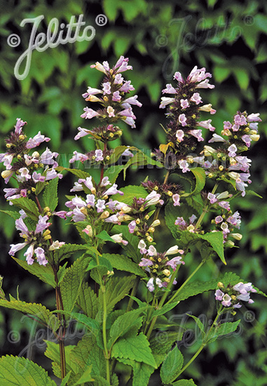 Nepeta subsessilis ´Pink Dreams´