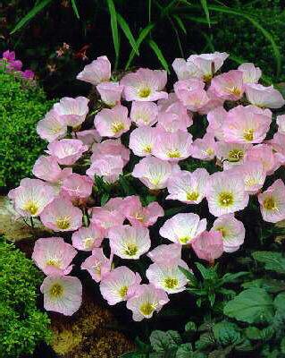 Oenothera speciosa ´Siskiyou Pink´