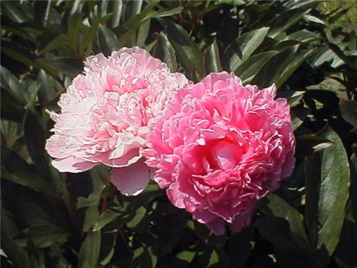 Paeonia lactiflora ´Sarah Bernhardt´