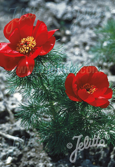 Paeonia tenuifolia
