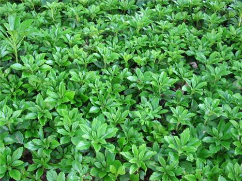 Pachysandra terminalis ´Green Carpet´