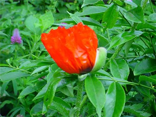 Papaver orientale ´Brillant´