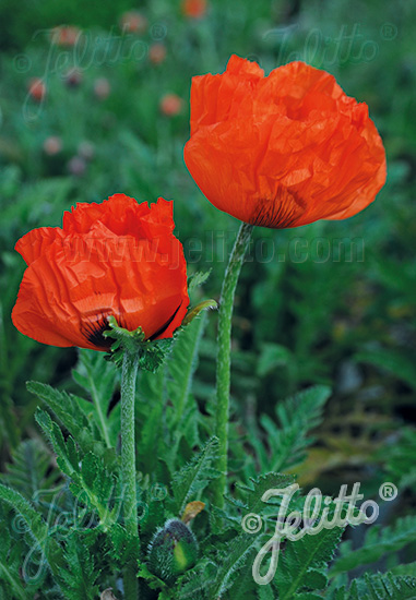 Papaver orientale ´Nana Alegro´