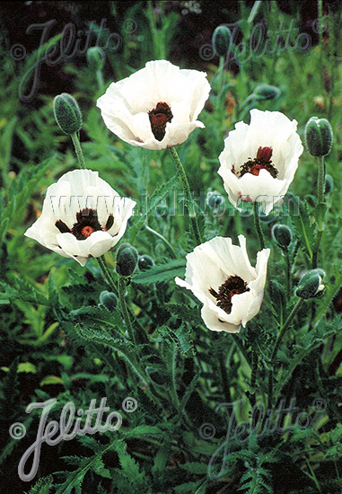 Papaver orientale ´Royal Wedding´