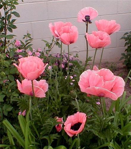 Papaver orientale ´Victoria Luise´