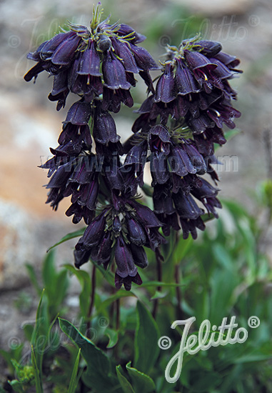 Penstemon ´Whippleanus´