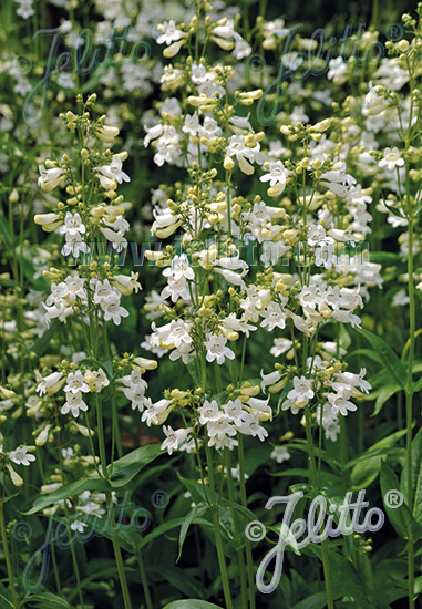 Penstemon digitalis