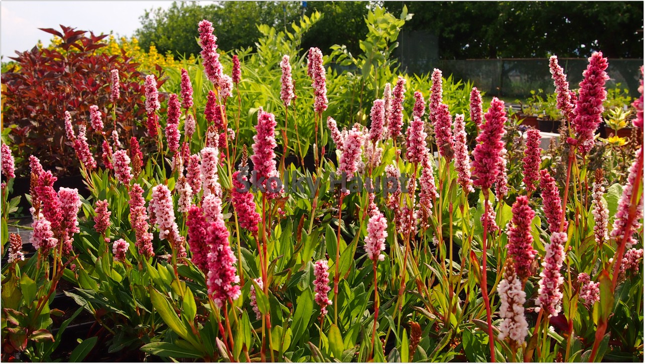 Persicaria affinis ´Donald Lowndes´