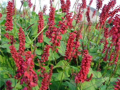 Persicaria amplexicaulis ´ JS Caliente´