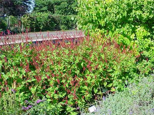 Persicaria amplexicaulis ´ Speciosa´