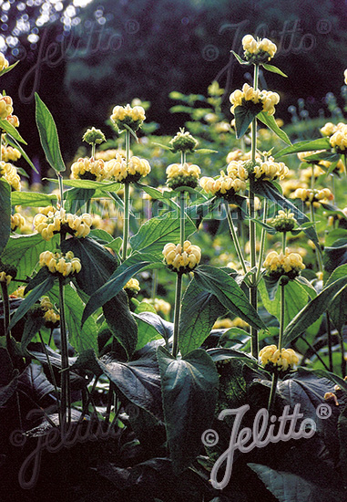 Phlomis russeliana