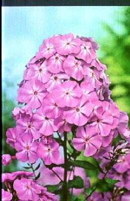 Phlox paniculata ´Blue Boy´