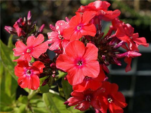 Phlox paniculata ´Orange Perfection´