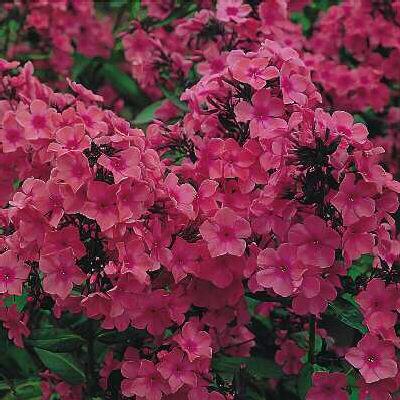 Phlox paniculata ´Windsor´