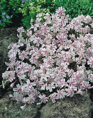 Phlox subulata ´Candy Stripes´