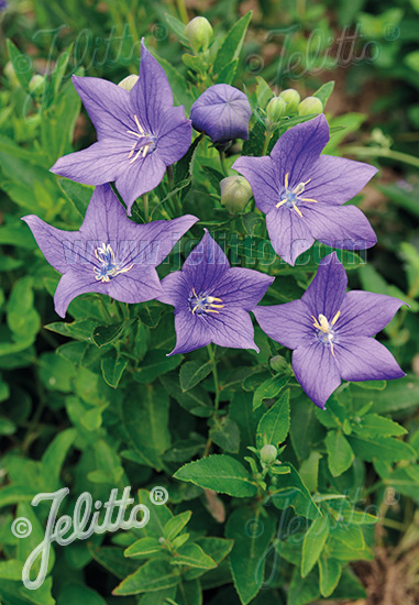 Platycodon grandiflorus ´Mariesii´