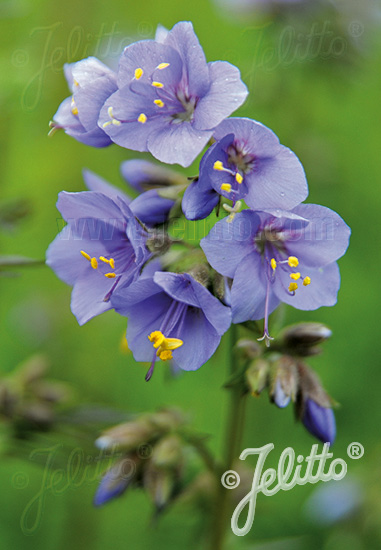 Polemonium caeruleum