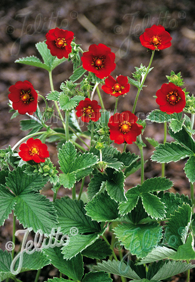 Potentilla atrosanguinea ´Red´