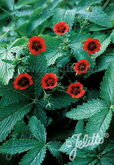 Potentilla thurberi ´ Monarch´s Velvet ´