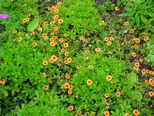 Potentilla tonguei