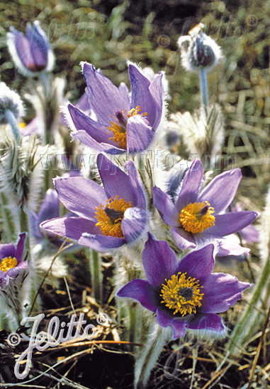 Pulsatilla grandis