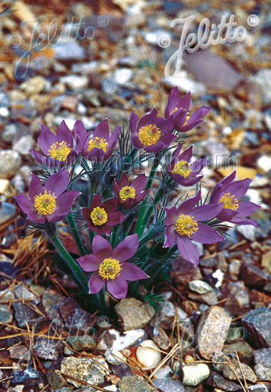 Pulsatilla patens