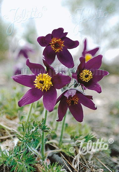 Pulsatilla vulgaris ´Blaue Glocke´