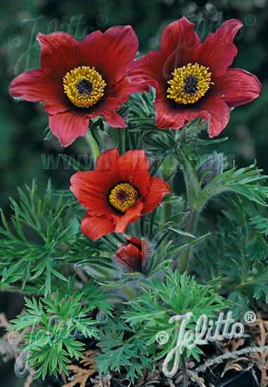 Pulsatilla vulgaris ´Rote Glocke´