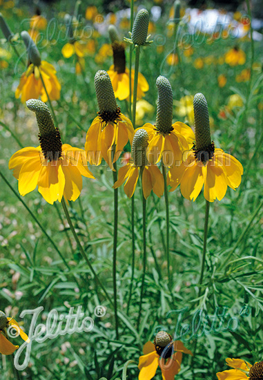 Ratibida columnifera