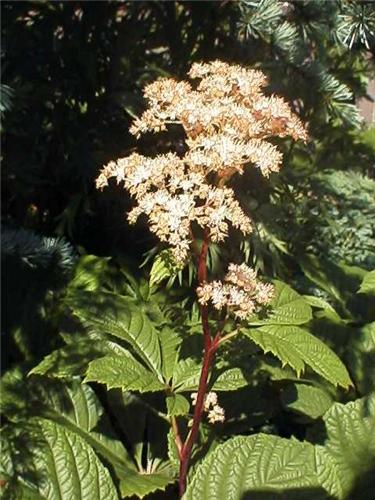 Rodgersia pinnata