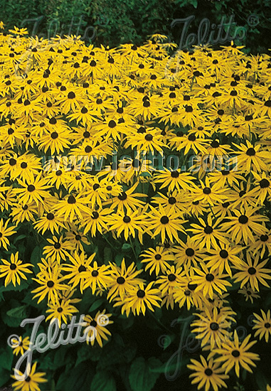 Rudbeckia fulgida ´Goldsturm´