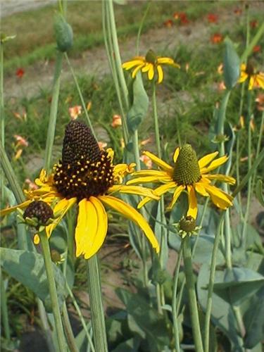 Rudbeckia maxima