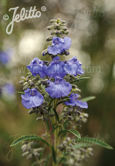 Salvia azurea