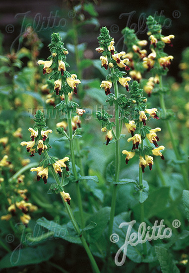 Salvia bulleyana