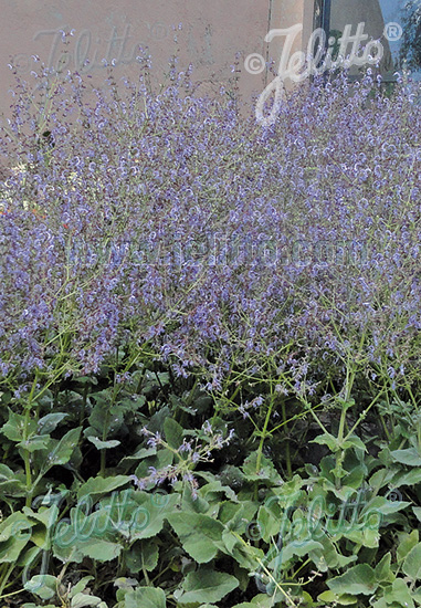 Salvia cyanescens