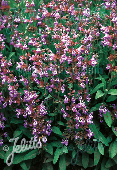 Salvia lavandulifolia