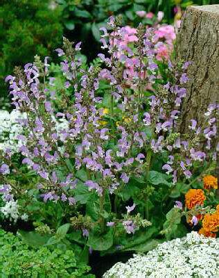 Salvia nemorosa ´Amethyst´