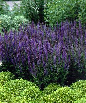 Salvia nemorosa ´Mainacht´